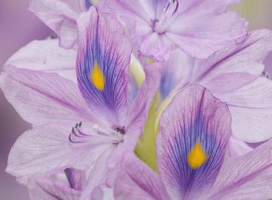 中國十大外來入侵物種,福壽螺繁殖迅速、紫莖澤蘭是有害生物