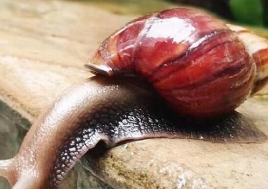 中國十大外來入侵物種,福壽螺繁殖迅速、紫莖澤蘭是有害生物