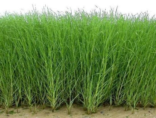 中國十大外來入侵物種,福壽螺繁殖迅速、紫莖澤蘭是有害生物