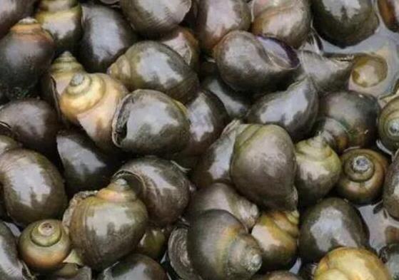 中國十大外來入侵物種,福壽螺繁殖迅速、紫莖澤蘭是有害生物