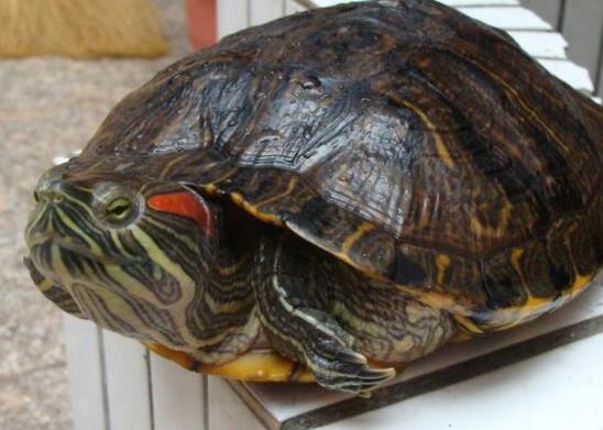 中國十大外來入侵物種,福壽螺繁殖迅速、紫莖澤蘭是有害生物