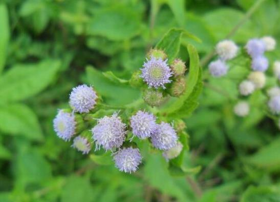 中國十大外來入侵物種,福壽螺繁殖迅速、紫莖澤蘭是有害生物