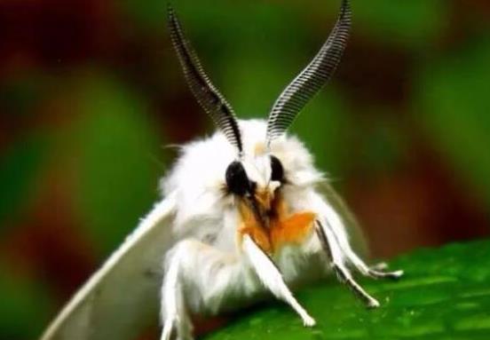 中國十大外來入侵物種,福壽螺繁殖迅速、紫莖澤蘭是有害生物