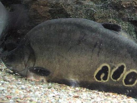 世界十大最好養的大型觀賞魚,地圖魚不兇猛、七星刀魚生長速度極快