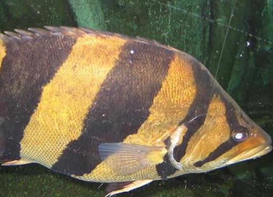 世界十大最好養的大型觀賞魚,地圖魚不兇猛、七星刀魚生長速度極快