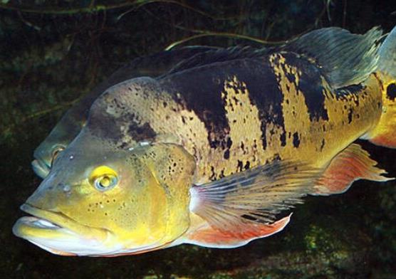 世界十大最好養的大型觀賞魚,地圖魚不兇猛、七星刀魚生長速度極快