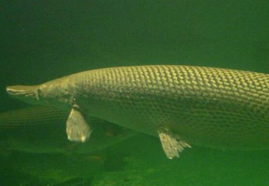 世界十大最好養的大型觀賞魚,地圖魚不兇猛、七星刀魚生長速度極快