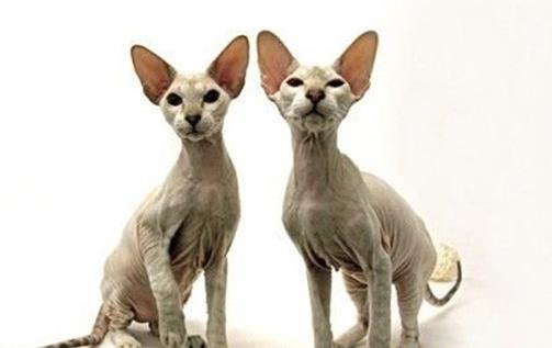 世界十大名貴貓排行榜,草原貓價(jià)格昂貴、泰國御貓相傳可以招財(cái)