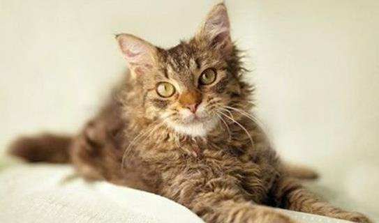 世界十大名貴貓排行榜,草原貓價(jià)格昂貴、泰國御貓相傳可以招財(cái)