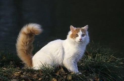 世界十大名貴貓排行榜,草原貓價(jià)格昂貴、泰國御貓相傳可以招財(cái)