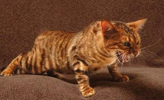 世界十大名貴貓排行榜,草原貓價(jià)格昂貴、泰國御貓相傳可以招財(cái)