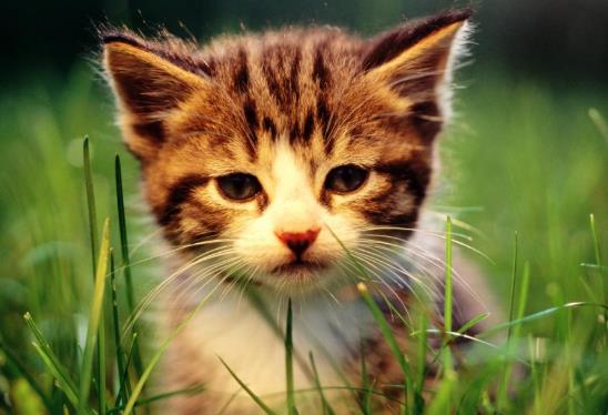 世界十大名貴貓排行榜,草原貓價(jià)格昂貴、泰國御貓相傳可以招財(cái)