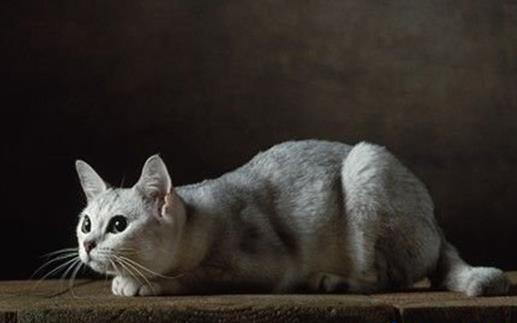 世界十大名貴貓排行榜,草原貓價(jià)格昂貴、泰國御貓相傳可以招財(cái)