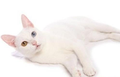 世界十大名貴貓排行榜,草原貓價(jià)格昂貴、泰國御貓相傳可以招財(cái)