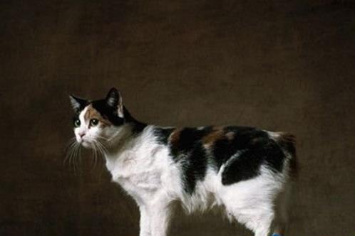 世界十大名貴貓排行榜,草原貓價(jià)格昂貴、泰國御貓相傳可以招財(cái)