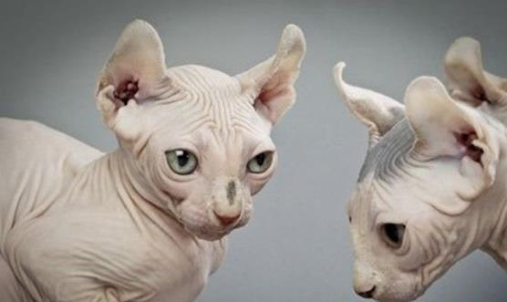 世界十大名貴貓排行榜,草原貓價(jià)格昂貴、泰國御貓相傳可以招財(cái)