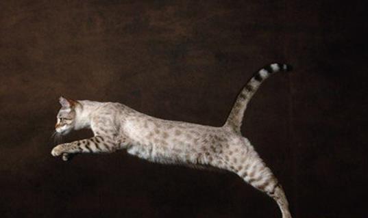 世界十大名貴貓排行榜,草原貓價(jià)格昂貴、泰國御貓相傳可以招財(cái)