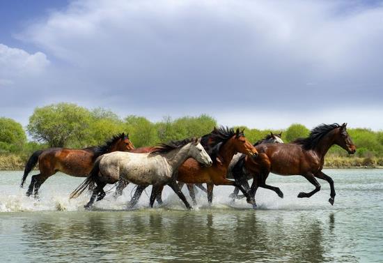 新疆省伊犁市十大旅游景點(diǎn)排行榜 伊犁有什么好玩的地方