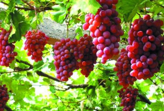 新疆省吐魯番市十大旅游景點排行榜 吐魯番有什么好玩的地方