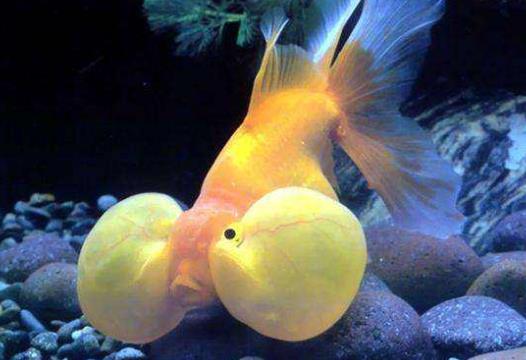 日本奈良縣十大旅游景點排行榜 奈良縣有什么好玩的地方