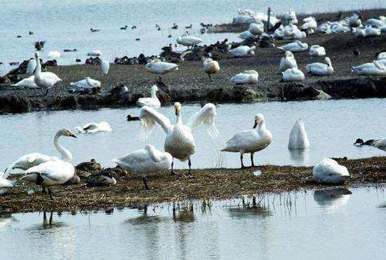 日本鳥取縣十大旅游景點排行榜 鳥取縣有什么好玩的地方