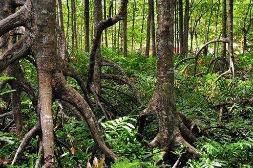 亞洲馬來西亞十大旅游景點排行榜 馬來西亞有什么好玩的地方