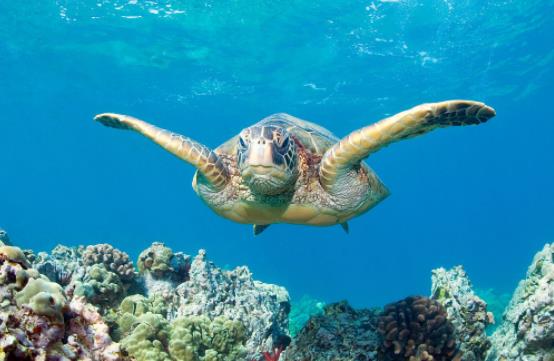 亞洲馬來西亞十大旅游景點排行榜 馬來西亞有什么好玩的地方