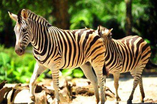 馬來(lái)西亞霹靂州十大旅游景點(diǎn)排行榜 霹靂州有什么好玩的地方