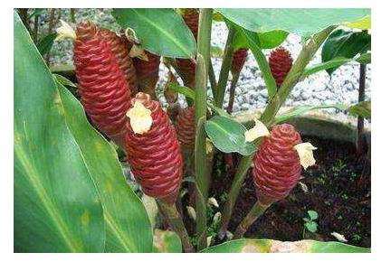 馬來西亞玻璃市州七大旅游景點排行榜 玻璃市州有什么好玩的地方