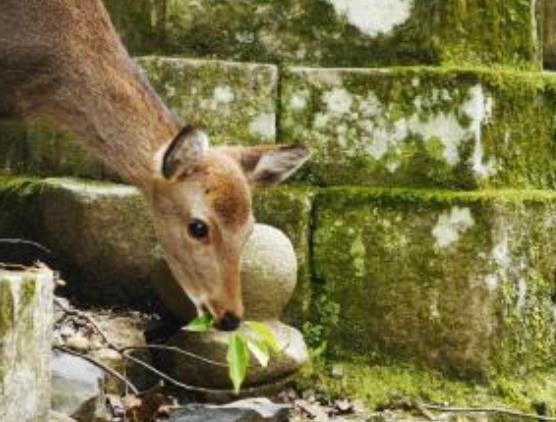 探訪全球十大最佳賞秋勝地旅游景點(diǎn)排行 日本的秋天美得驚人