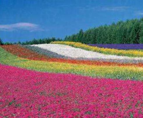 世界十大著名薰衣草浪漫觀賞地旅游排行 普羅旺斯是羅馬的一個行省