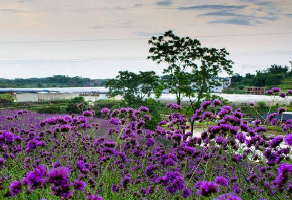 世界十大著名薰衣草浪漫觀賞地旅游排行 普羅旺斯是羅馬的一個行省