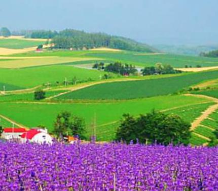 世界十大著名薰衣草浪漫觀賞地旅游排行 普羅旺斯是羅馬的一個行省