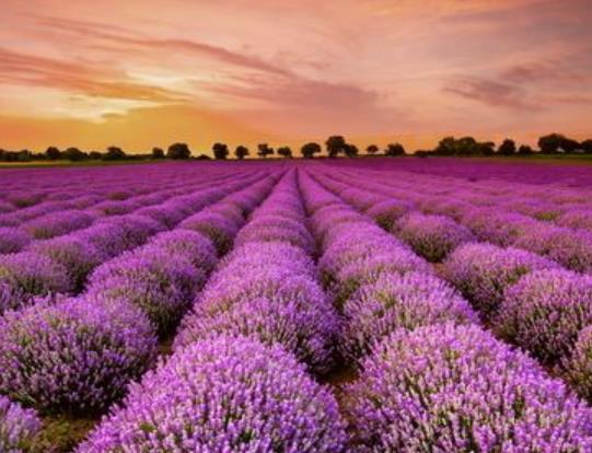 世界十大著名薰衣草浪漫觀賞地旅游排行 普羅旺斯是羅馬的一個行省