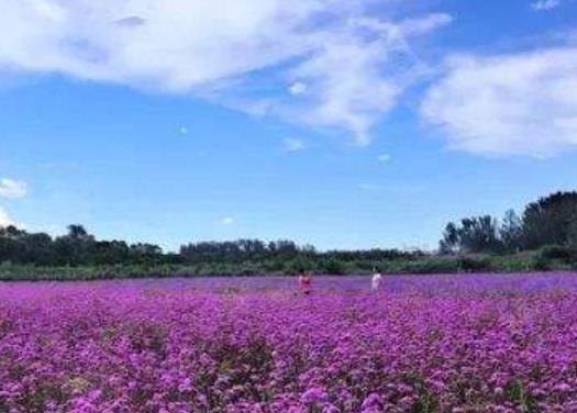 世界十大著名薰衣草浪漫觀賞地旅游排行 普羅旺斯是羅馬的一個行省