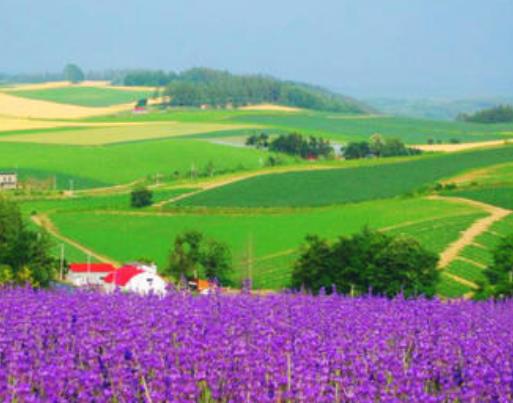 世界十大著名薰衣草浪漫觀賞地旅游排行 普羅旺斯是羅馬的一個行省