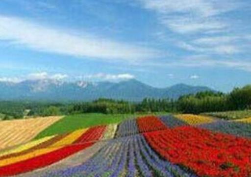 世界十大著名薰衣草浪漫觀賞地旅游排行 普羅旺斯是羅馬的一個行省