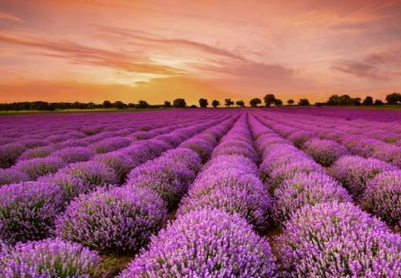 世界十大著名薰衣草浪漫觀賞地旅游排行 普羅旺斯是羅馬的一個行省