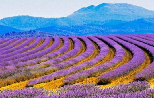 世界十大著名薰衣草浪漫觀賞地旅游排行 普羅旺斯是羅馬的一個行省