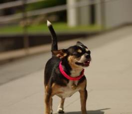 最怕冷的狗排名 吉娃娃是世界上最小狗品種中最小的