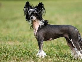 最怕冷的狗排名 吉娃娃是世界上最小狗品種中最小的