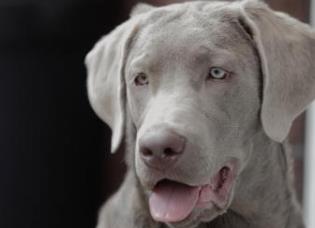 最怕冷的狗排名 吉娃娃是世界上最小狗品種中最小的