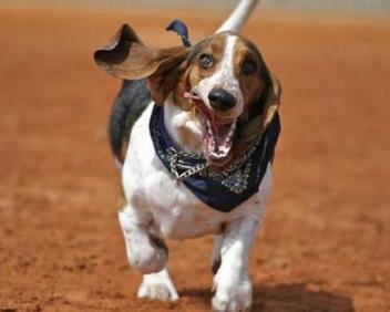 最怕冷的狗排名 吉娃娃是世界上最小狗品種中最小的