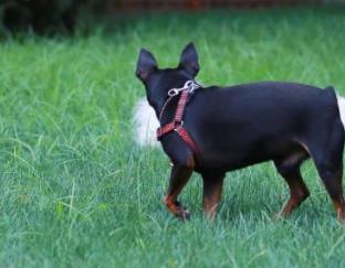 最怕冷的狗排名 吉娃娃是世界上最小狗品種中最小的