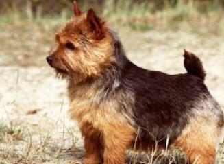 最怕冷的狗排名 吉娃娃是世界上最小狗品種中最小的