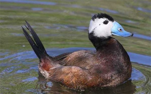 世界上十大最美的鴨子排名 鴛鴦只能排倒數第四
