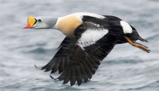 世界上十大最美的鴨子排名 鴛鴦只能排倒數第四