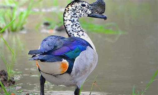 世界上十大最美的鴨子排名 鴛鴦只能排倒數第四