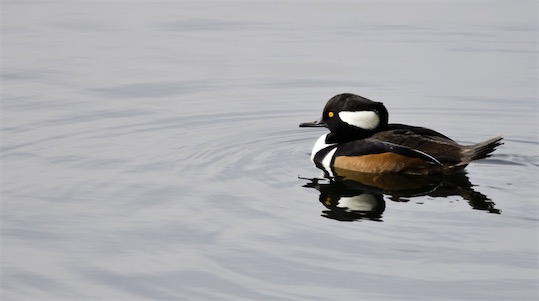 世界上十大最美的鴨子排名 鴛鴦只能排倒數第四