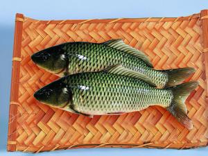 鯉魚的營養價值和功效-鯉魚的適宜人群